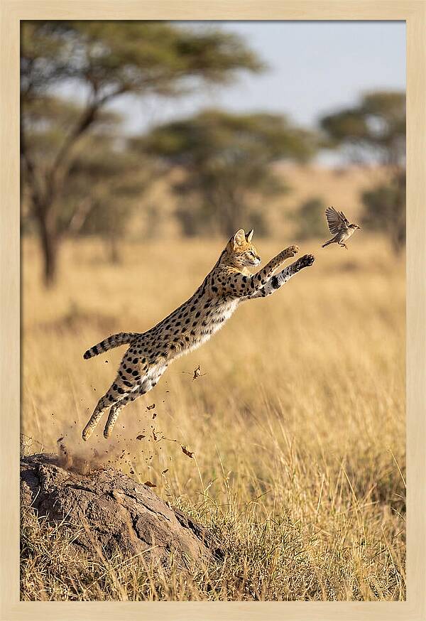 African Serval In Midleap