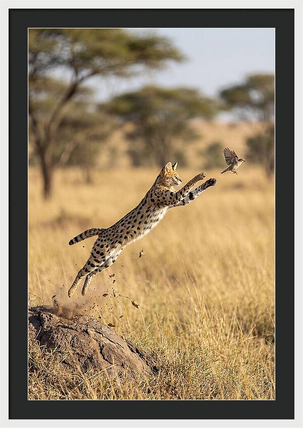 African Serval In Midleap