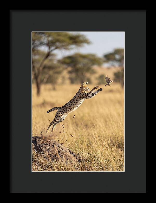 African Serval In Midleap