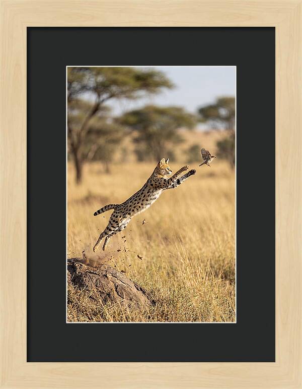 African Serval In Midleap