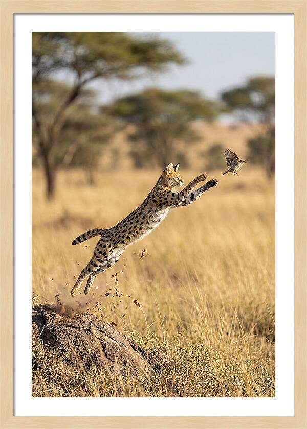 African Serval In Midleap