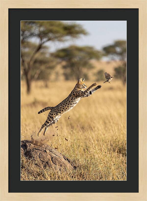 African Serval In Midleap