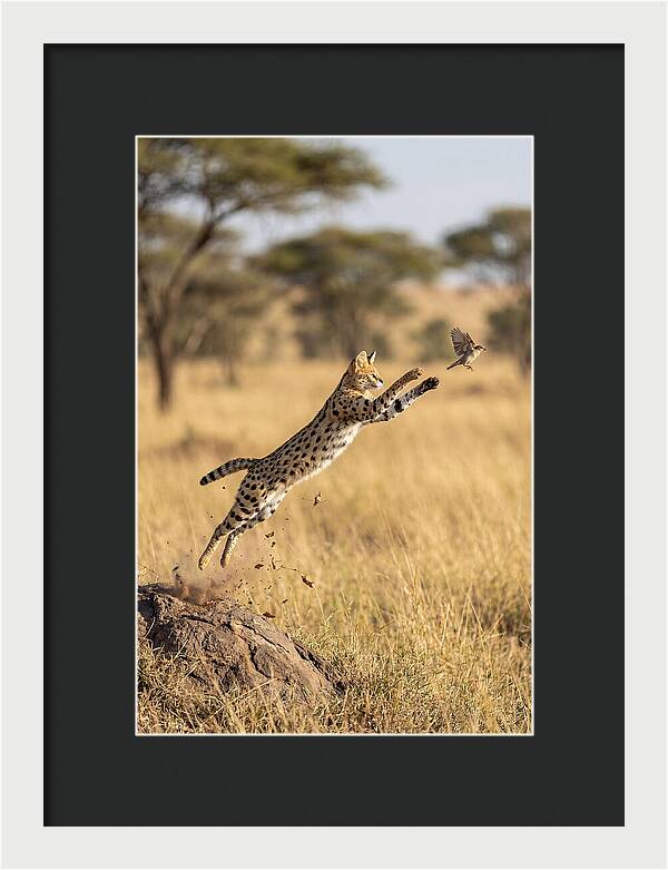 African Serval In Midleap