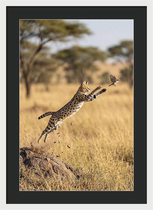 African Serval In Midleap
