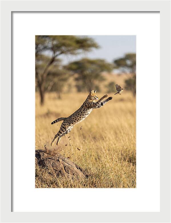 African Serval In Midleap