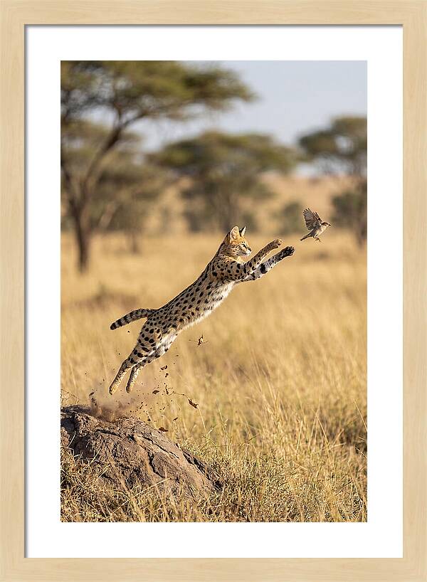 African Serval In Midleap