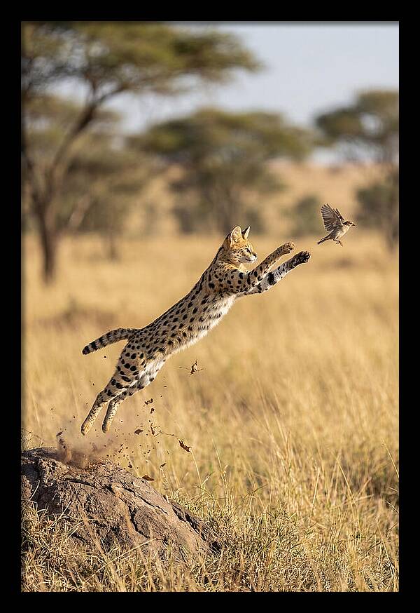 African Serval In Midleap