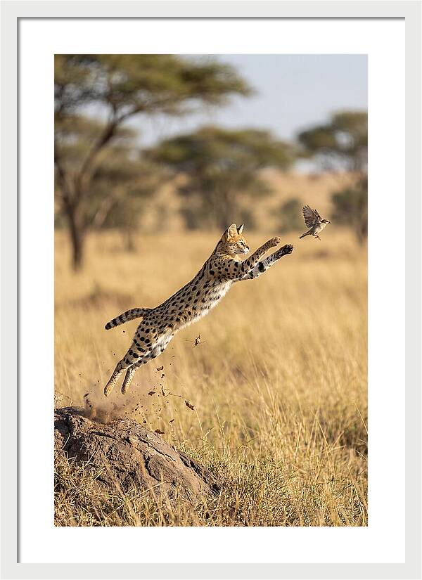 African Serval In Midleap
