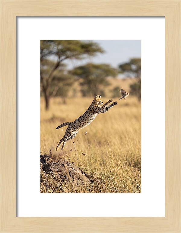 African Serval In Midleap
