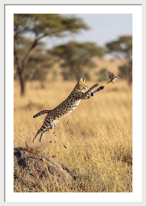 African Serval In Midleap