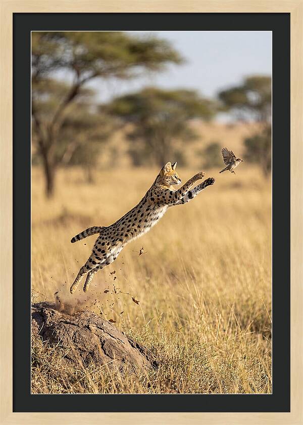 African Serval In Midleap