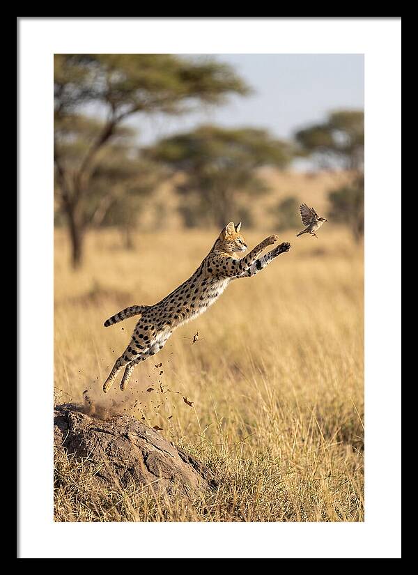 African Serval In Midleap