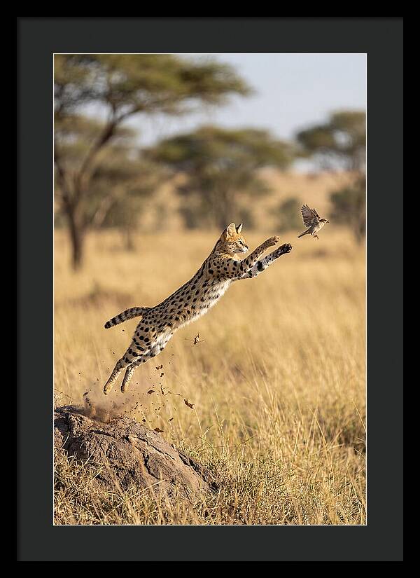 African Serval In Midleap