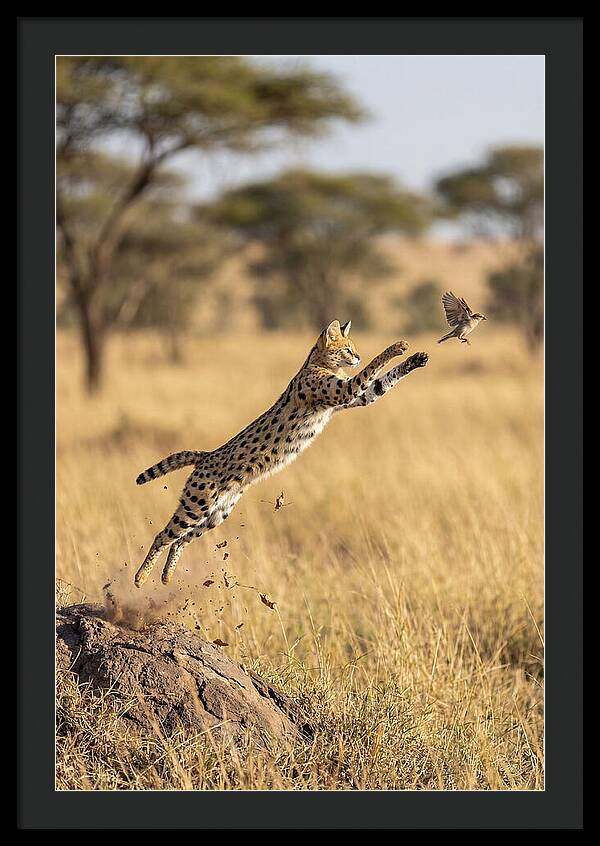 African Serval In Midleap