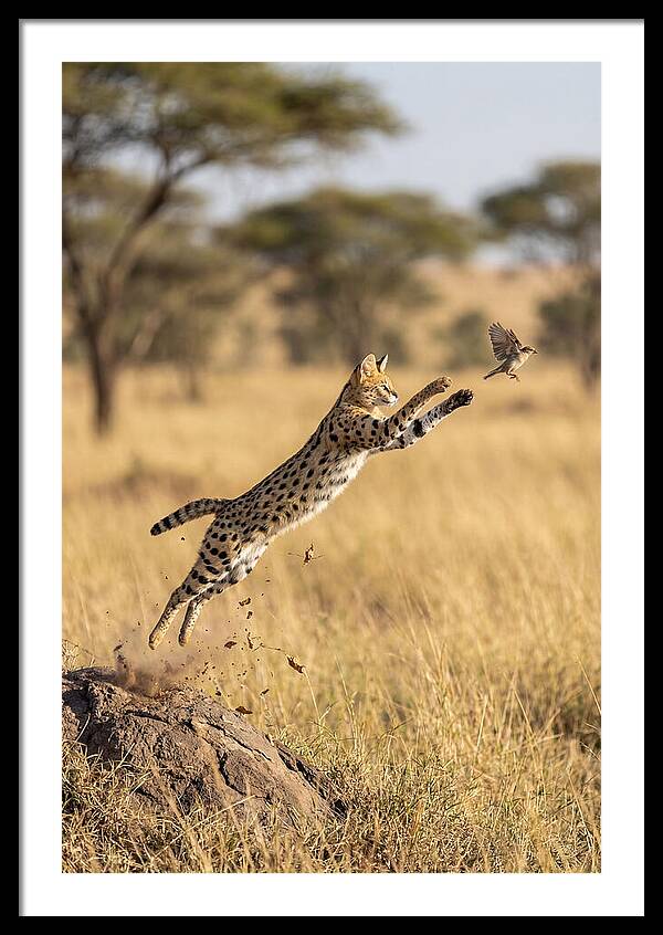 African Serval In Midleap