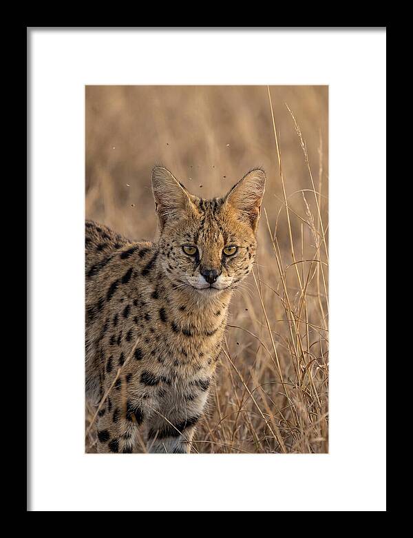 African Serval In Tall Grass