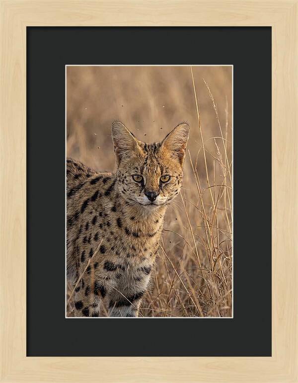 African Serval In Tall Grass