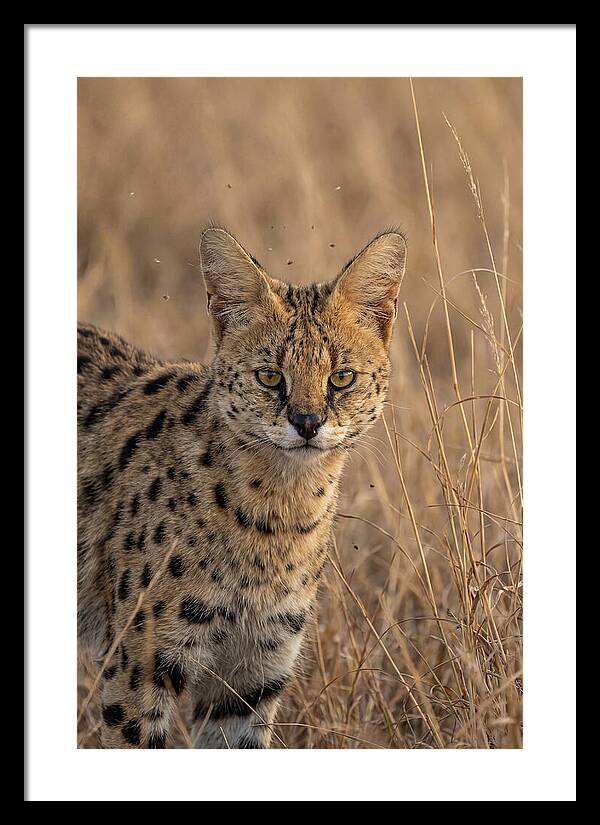 African Serval In Tall Grass