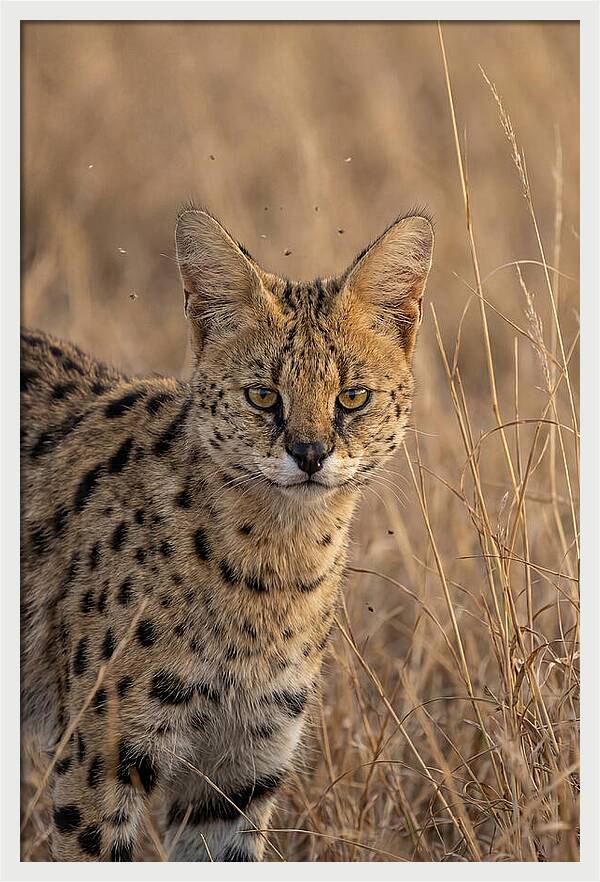 African Serval In Tall Grass