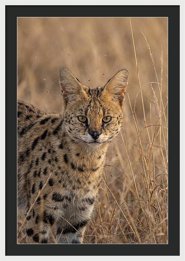African Serval In Tall Grass