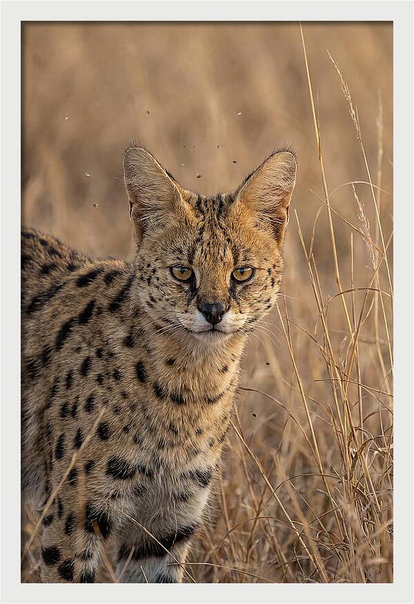 African Serval In Tall Grass