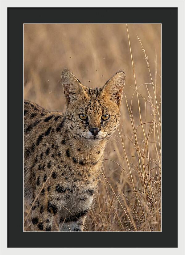 African Serval In Tall Grass