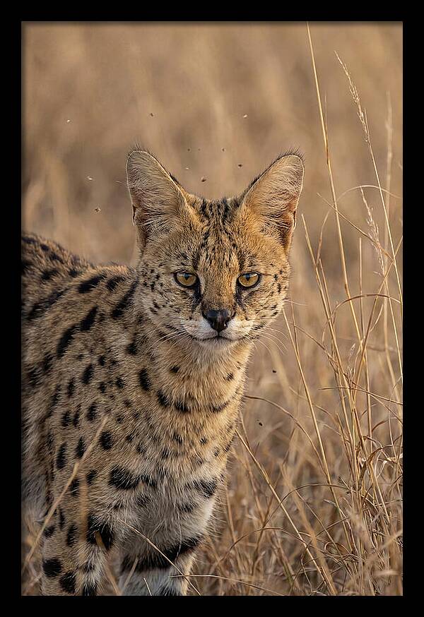 African Serval In Tall Grass