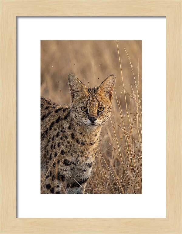 African Serval In Tall Grass