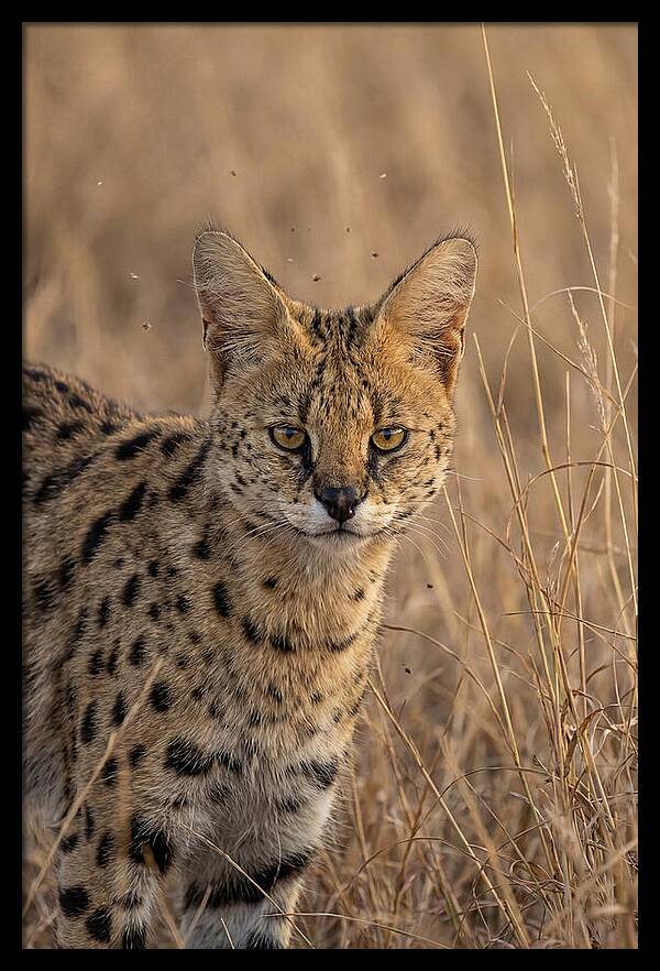 African Serval In Tall Grass