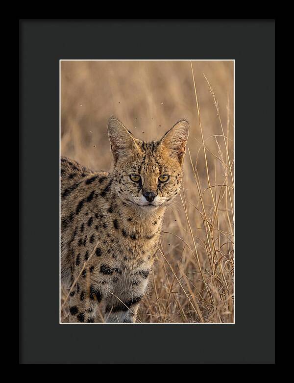 African Serval In Tall Grass