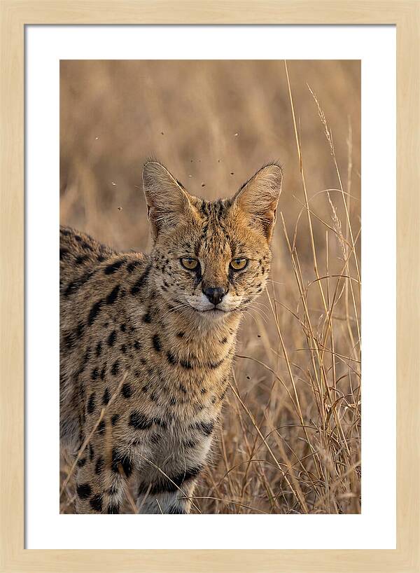 African Serval In Tall Grass