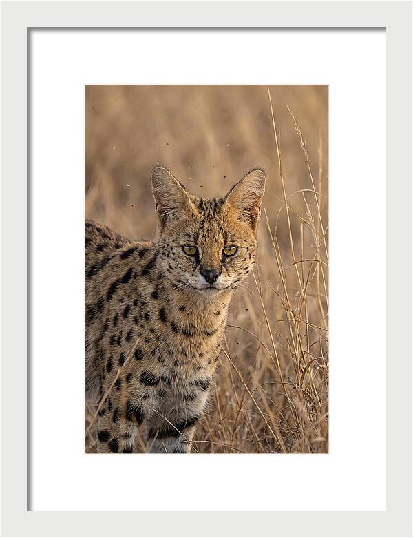 African Serval In Tall Grass
