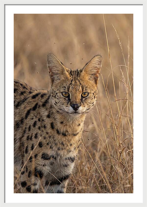 African Serval In Tall Grass