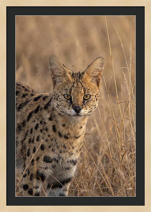 African Serval In Tall Grass