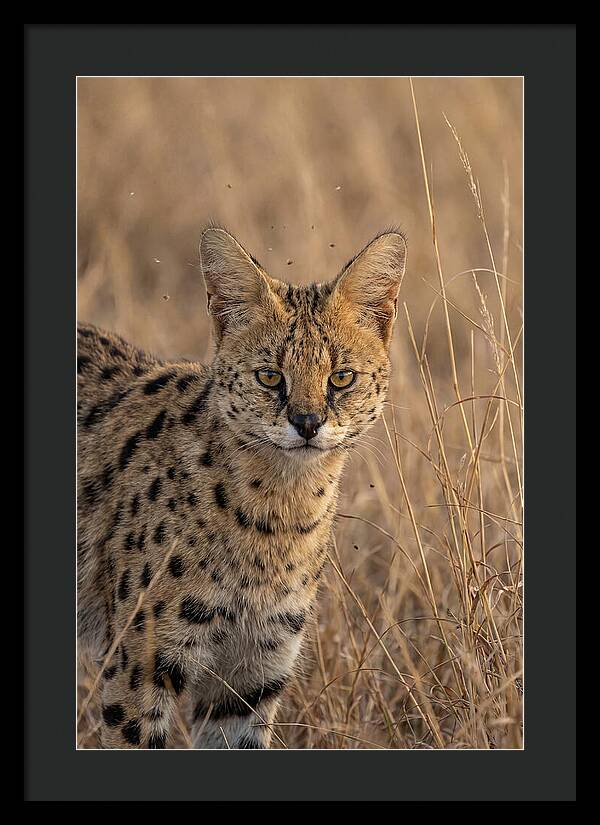 African Serval In Tall Grass