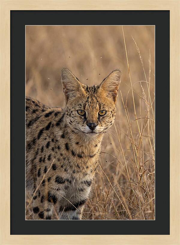 African Serval In Tall Grass
