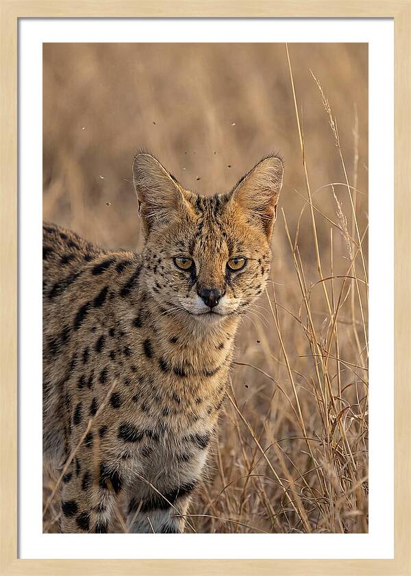 African Serval In Tall Grass