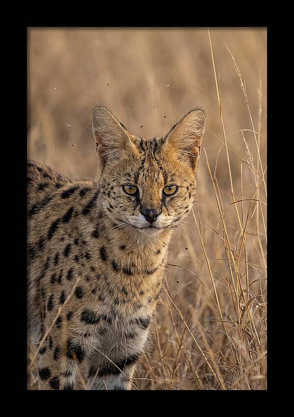 African Serval In Tall Grass