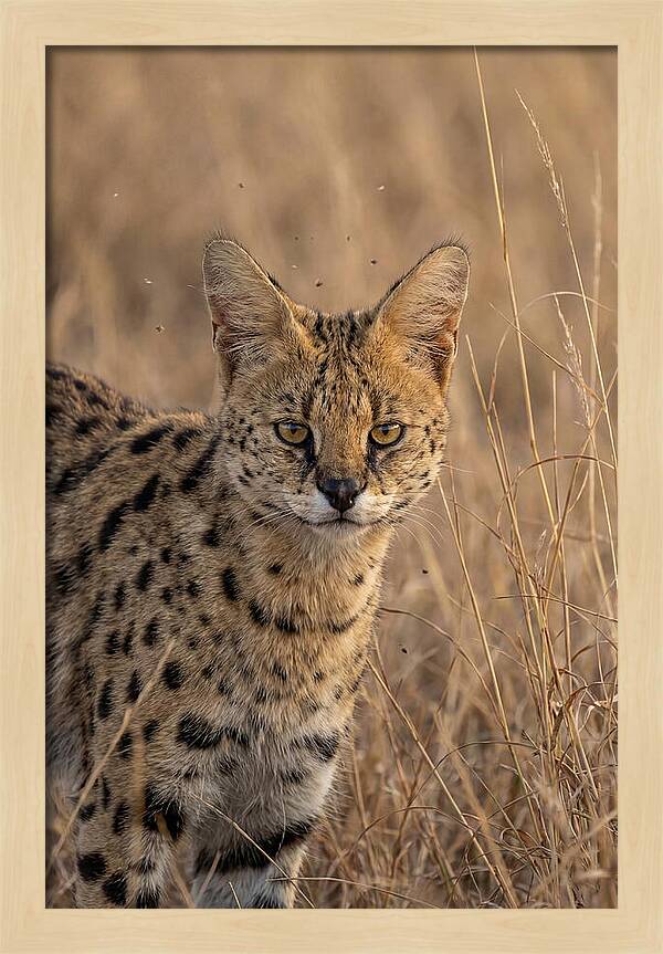 African Serval In Tall Grass