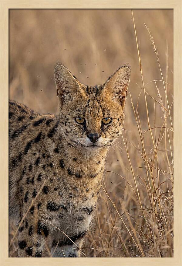 African Serval In Tall Grass