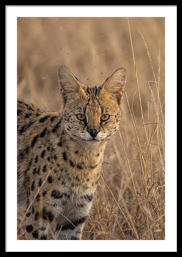 African Serval In Tall Grass