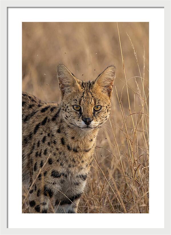 African Serval In Tall Grass