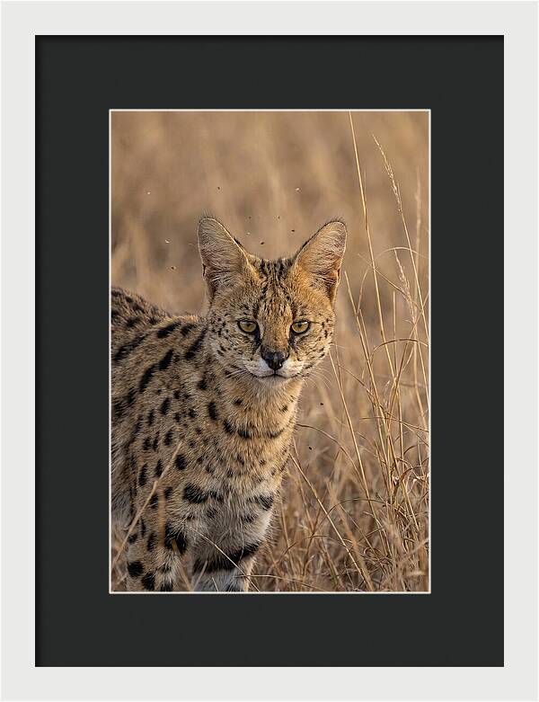 African Serval In Tall Grass