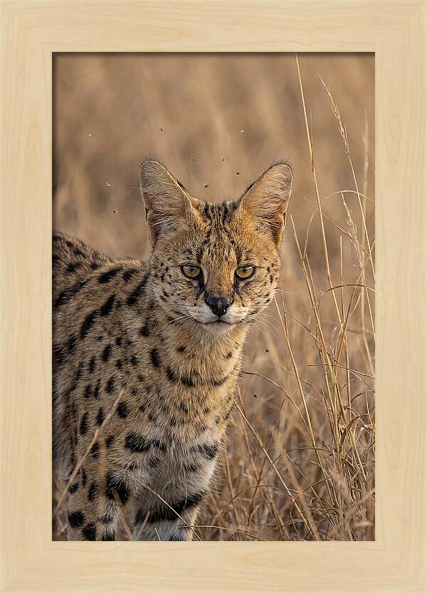 African Serval In Tall Grass