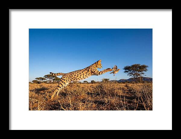 African Servals Aerial Pursuit