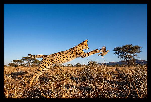 African Servals Aerial Pursuit
