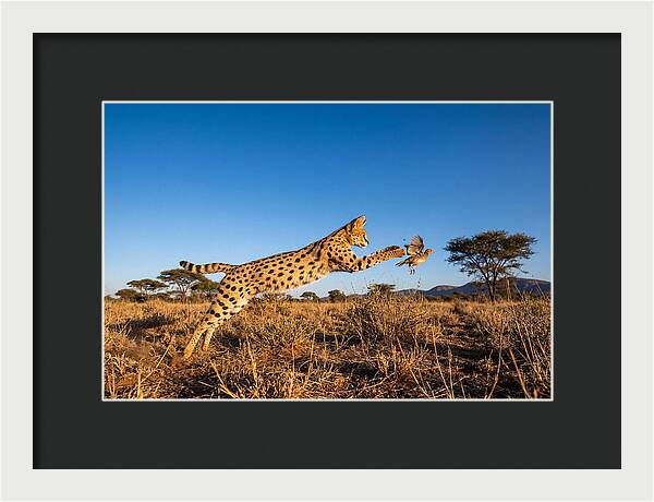 African Servals Aerial Pursuit