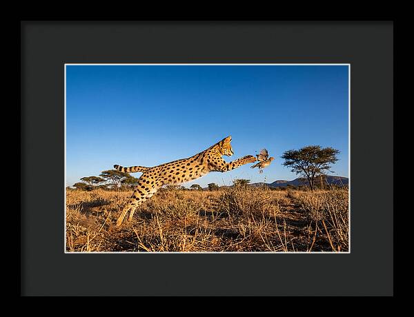 African Servals Aerial Pursuit