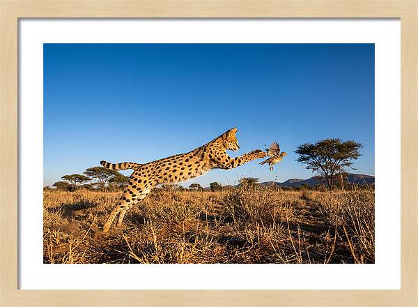 African Servals Aerial Pursuit