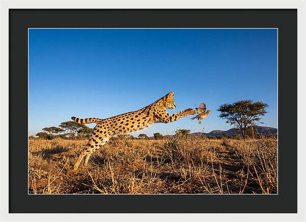 African Servals Aerial Pursuit